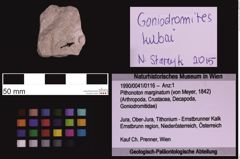 Foto (Objekt + Etiketten) von Pithonoton marginatum (von Meyer, 1842) (NHMW-GEO-1990-0041-0116)